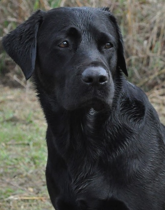 Coal