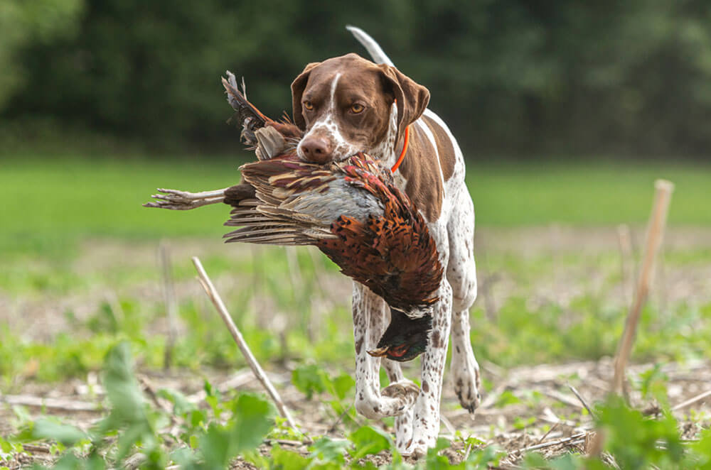 https://magnoliameadowskennel.com/wp-content/uploads/2023/07/Gun-dog-training.jpg