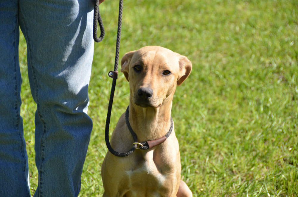 brown-dog