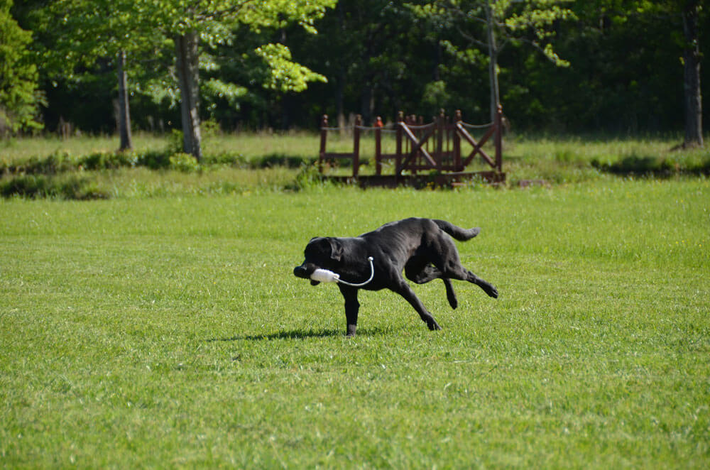 dog-hunting