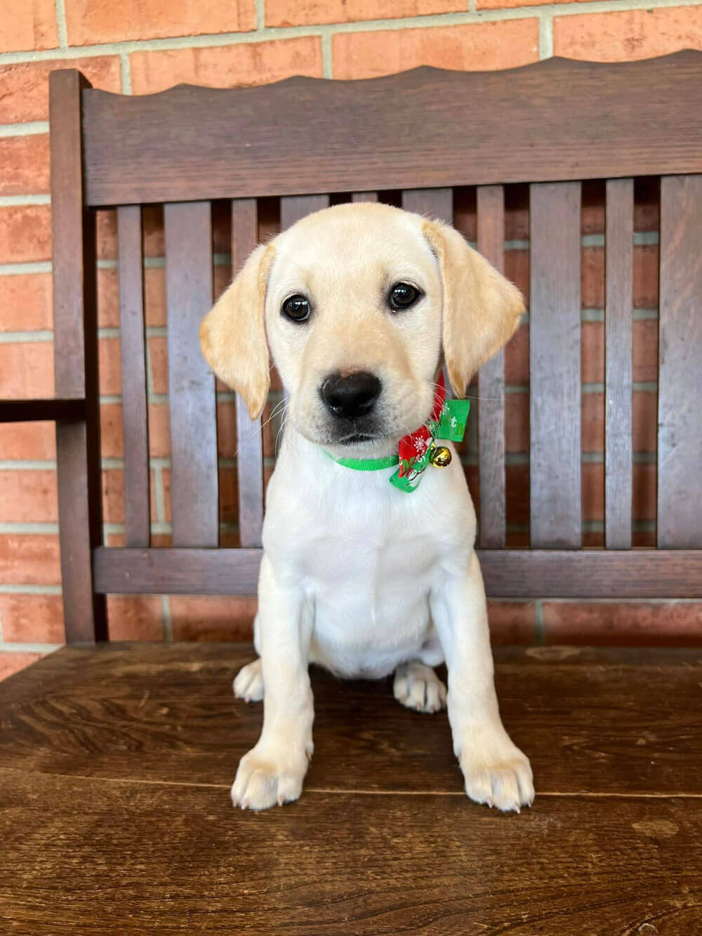 dog-with-green-necklace