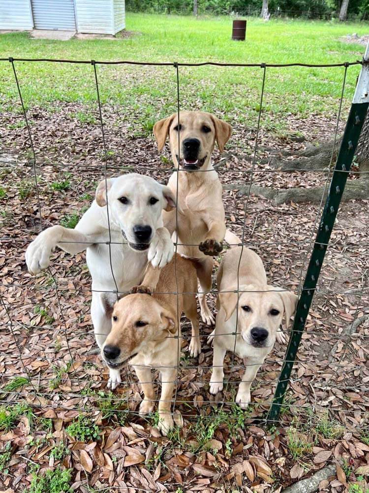 dogs