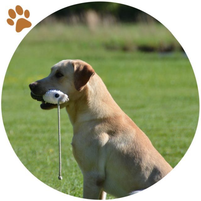 https://magnoliameadowskennel.com/wp-content/uploads/2023/07/sit-bumper-circle-640x640.jpg