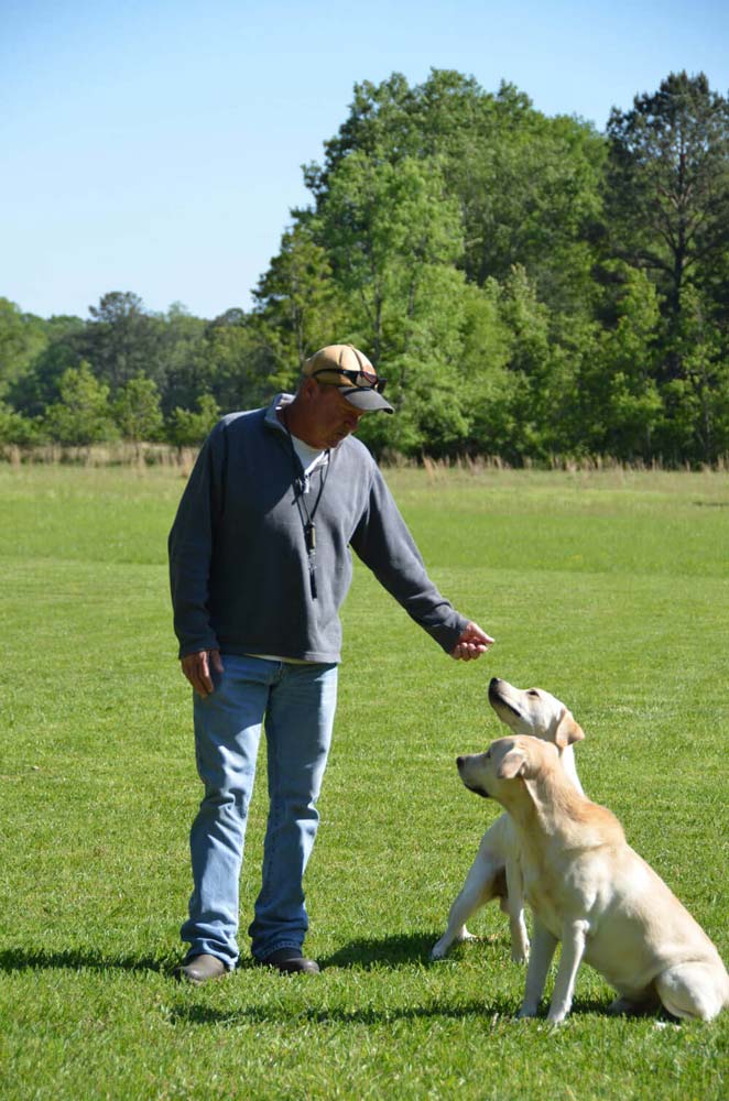 training-dogs1