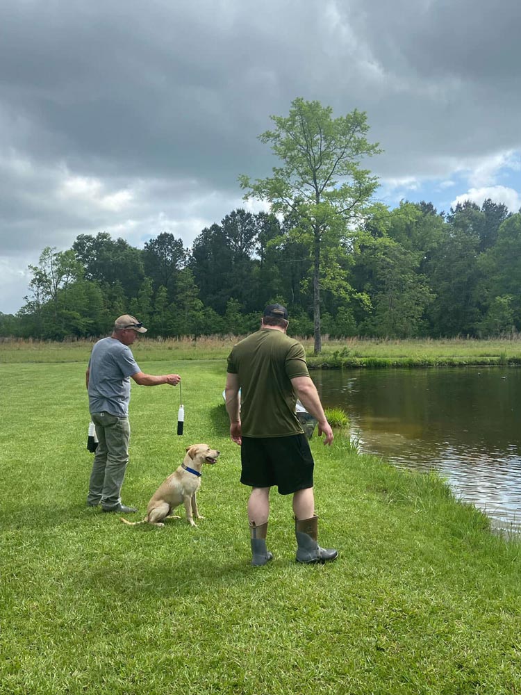 training-the-dogs