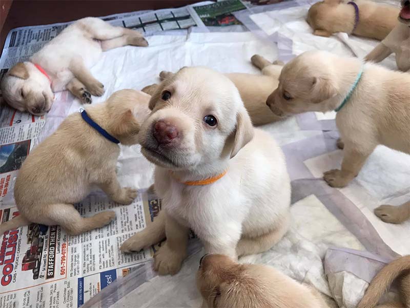 https://magnoliameadowskennel.com/wp-content/uploads/2023/09/pup1.jpg