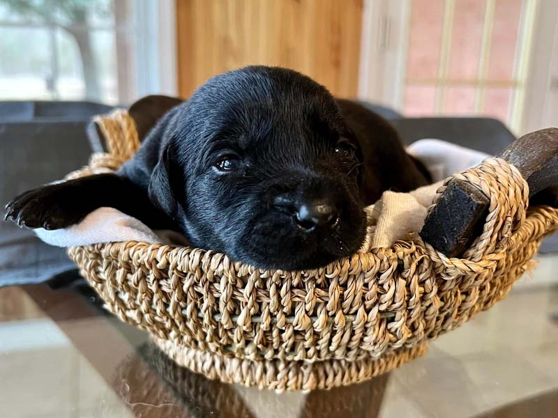 https://magnoliameadowskennel.com/wp-content/uploads/2023/09/pup2.jpg