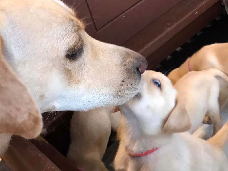 https://magnoliameadowskennel.com/wp-content/uploads/2023/09/pup3.jpg